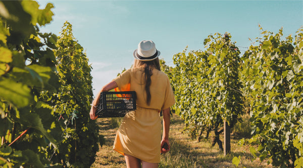 choosing the non-alcoholic path